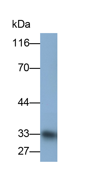 Monoclonal Antibody to Casein Alpha (CSN1)