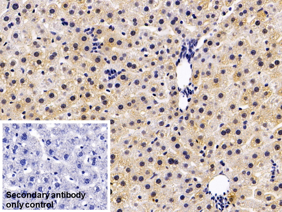 Monoclonal Antibody to Catechol-O-Methyltransferase (COMT)