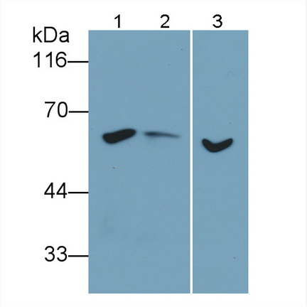 Monoclonal Antibody to Beclin 1 (BECN1)