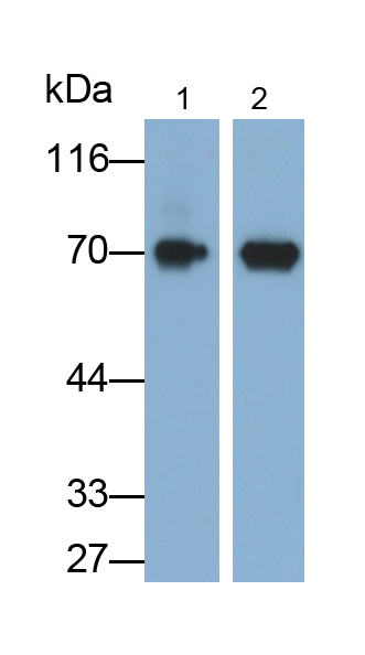 Monoclonal Antibody to Alkaline Phosphatase, Placental Like Protein 2 (ALPPL2)