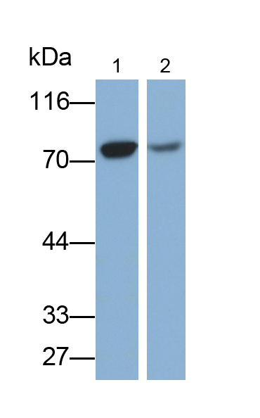 Monoclonal Antibody to Alkaline Phosphatase, Placental Like Protein 2 (ALPPL2)