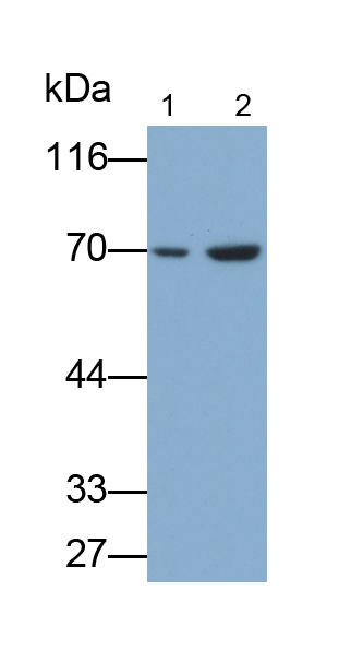 Monoclonal Antibody to Alkaline Phosphatase, Placental Like Protein 2 (ALPPL2)