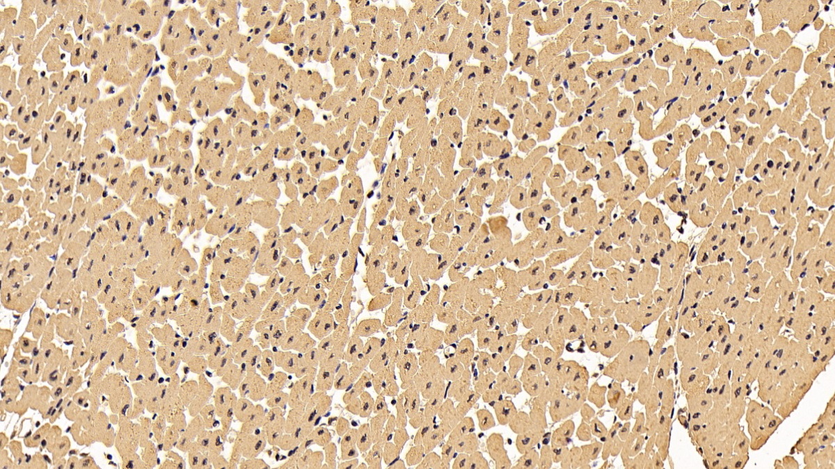 Monoclonal Antibody to Tyrosine 3/Tryptophan 5 Monooxygenase Activation Protein Zeta (YWHAz)