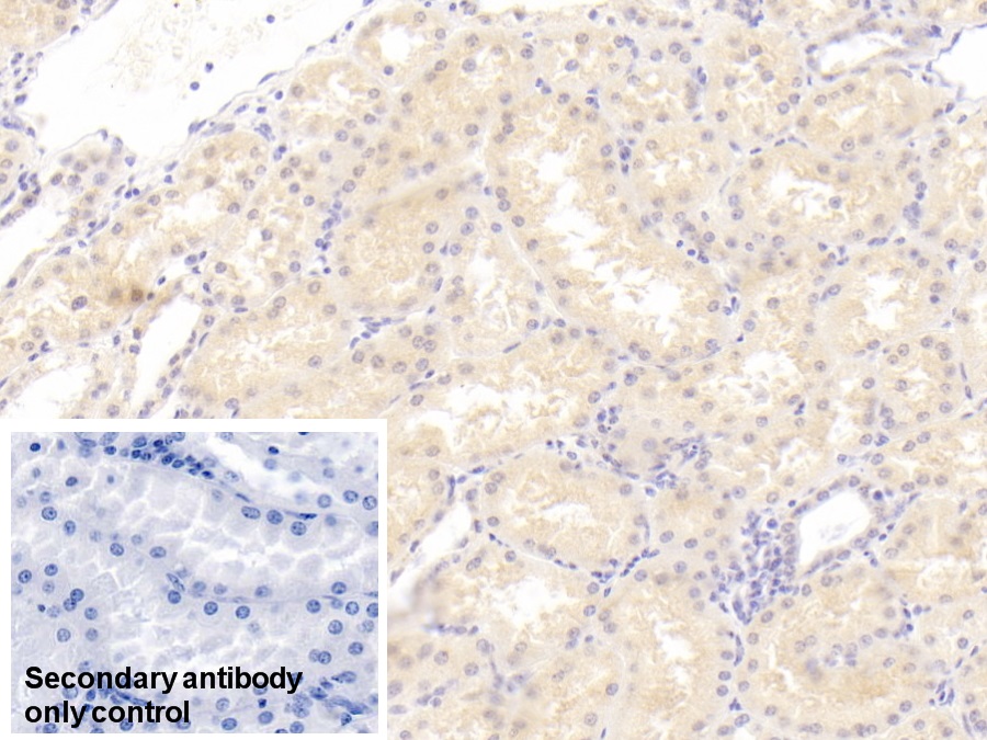 Monoclonal Antibody to C1q And Tumor Necrosis Factor Related Protein 1 (C1QTNF1)