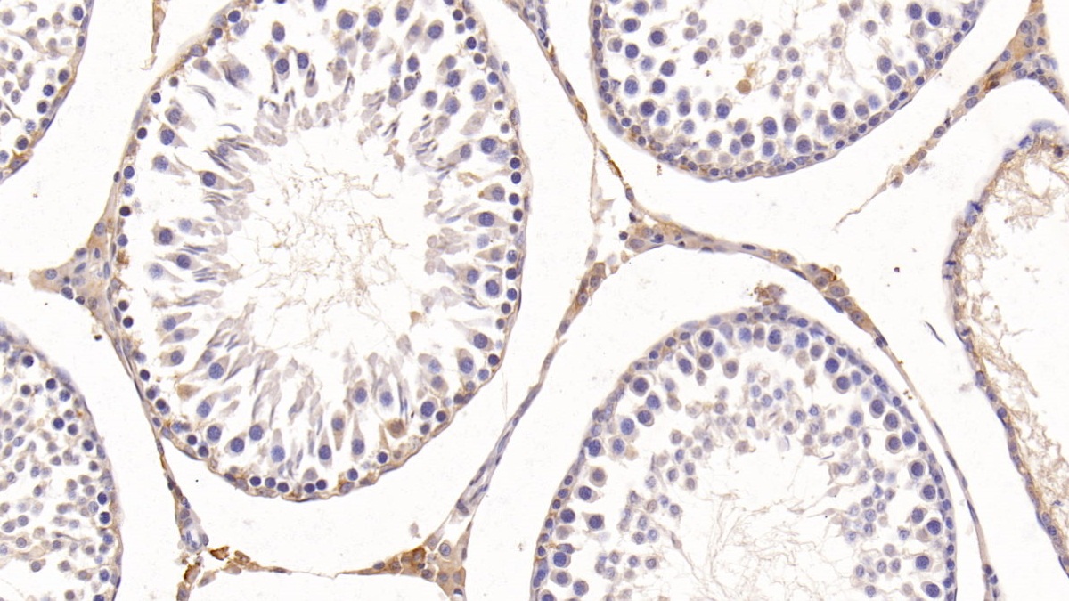 Monoclonal Antibody to T-Kininogen 1 (KNT1)