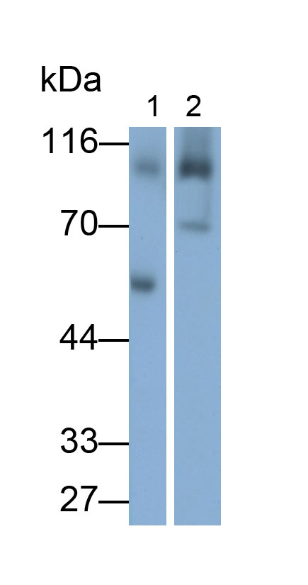 Monoclonal Antibody to Wolfram Syndrome Protein 1 (WFS1)