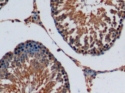 Monoclonal Antibody to Fibroblast Growth Factor 15 (FGF15)