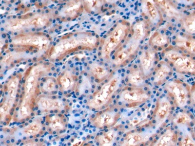 Monoclonal Antibody to Fibroblast Growth Factor 15 (FGF15)