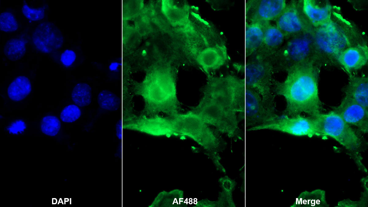 Monoclonal Antibody to Interleukin 1 Family, Member 9 (IL1F9)