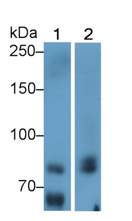 Monoclonal Antibody to Myxovirus Resistance 1 (MX1)