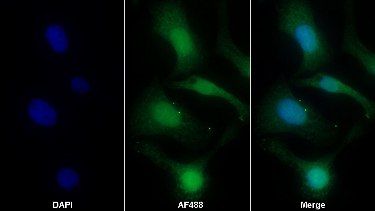 Monoclonal Antibody to Myxovirus Resistance 2 (MX2)