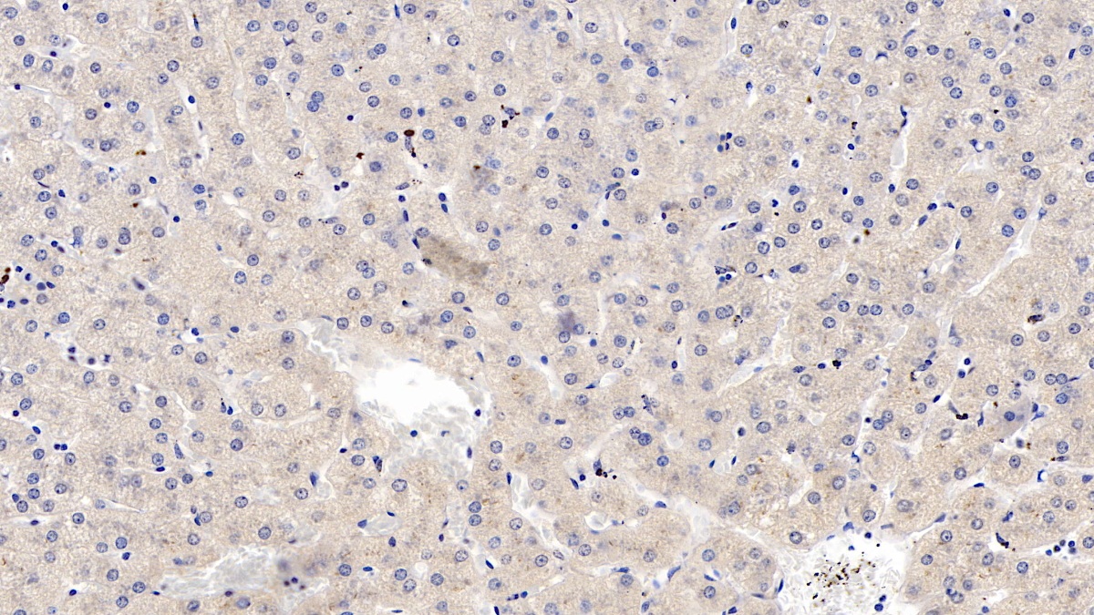 Monoclonal Antibody to Wingless Type MMTV Integration Site Family, Member 4 (WNT4)