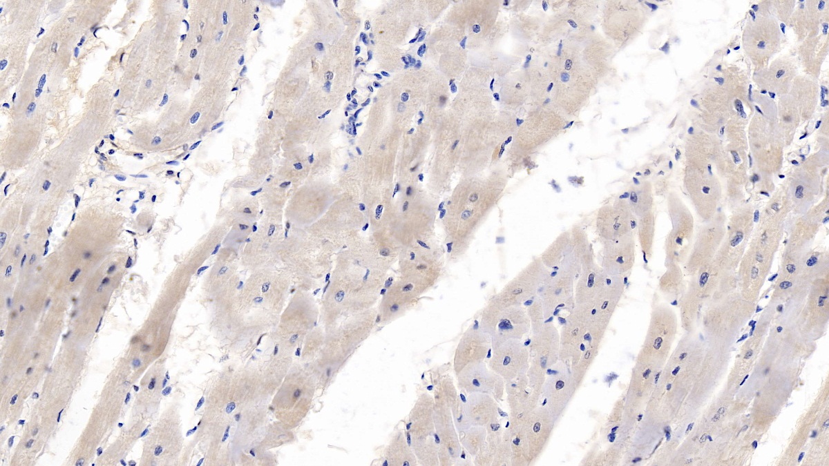 Monoclonal Antibody to Wingless Type MMTV Integration Site Family, Member 4 (WNT4)