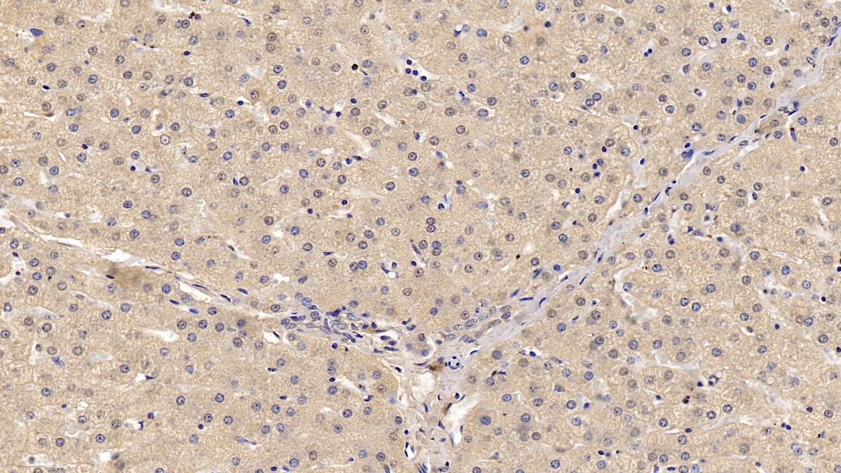 Monoclonal Antibody to Wingless Type MMTV Integration Site Family, Member 4 (WNT4)