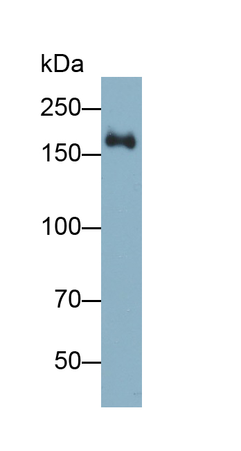 Monoclonal Antibody to Peroxidasin Homolog (PXDN)