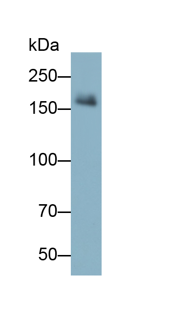 Monoclonal Antibody to Peroxidasin Homolog (PXDN)