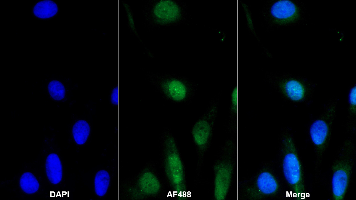 Monoclonal Antibody to REV1 Homolog (REV1)