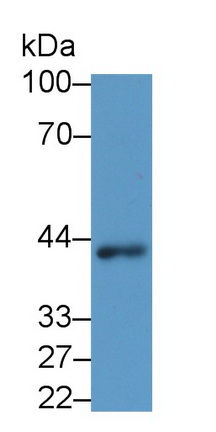 Monoclonal Antibody to Wingless Type MMTV Integration Site Family, Member 3A (WNT3A)