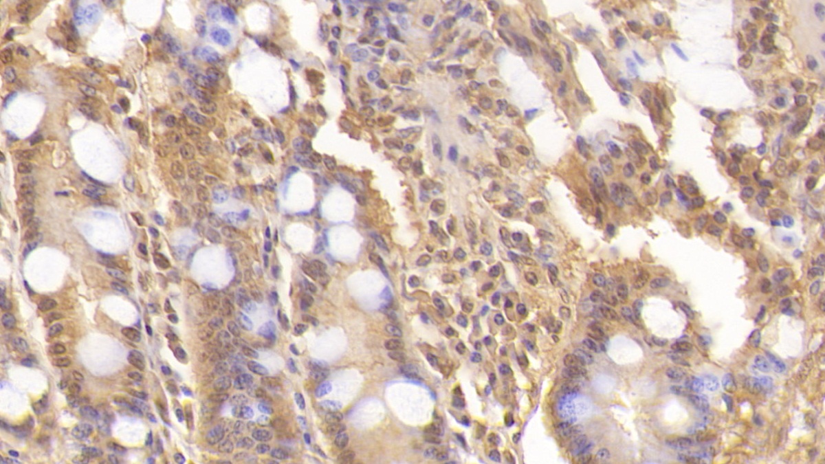 Monoclonal Antibody to Wingless Type MMTV Integration Site Family, Member 3A (WNT3A)