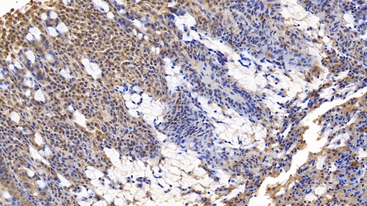 Monoclonal Antibody to Wingless Type MMTV Integration Site Family, Member 3A (WNT3A)