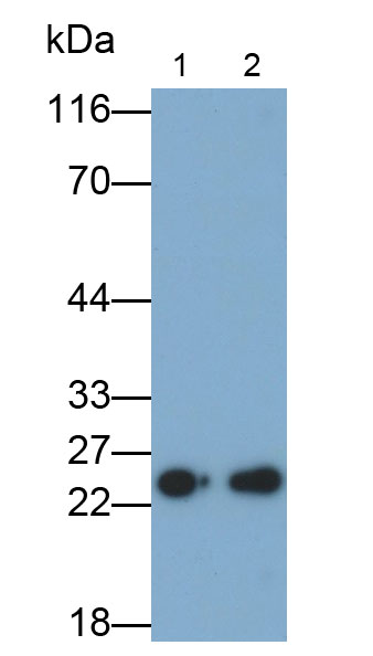 Monoclonal Antibody to Mitochondrial Ribosomal Protein S4 (MRPS4)