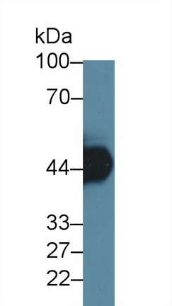 Monoclonal Antibody to Cytochrome P450 3A7 (CYP3A7)