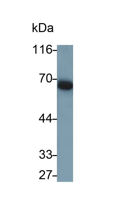 Monoclonal Antibody to CUB And Zona Pellucida Like Domains Protein 1 (CUZD1)