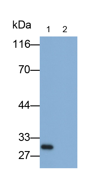 Monoclonal Antibody to Angiotensin 1-9 (Ang1-9)