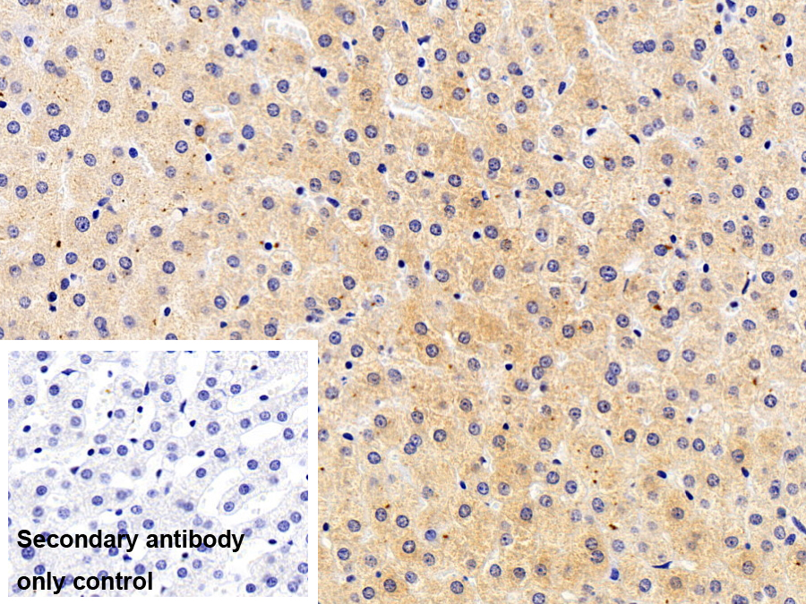 Polyclonal Antibody to Angiotensin II (AngII)