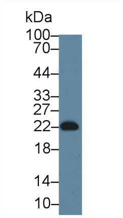 Polyclonal Antibody to Amphiregulin (AREG)