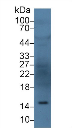 Polyclonal Antibody to Angiogenin (ANG)