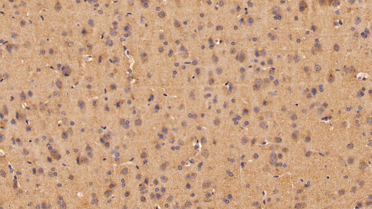 Polyclonal Antibody to Angiogenin (ANG)