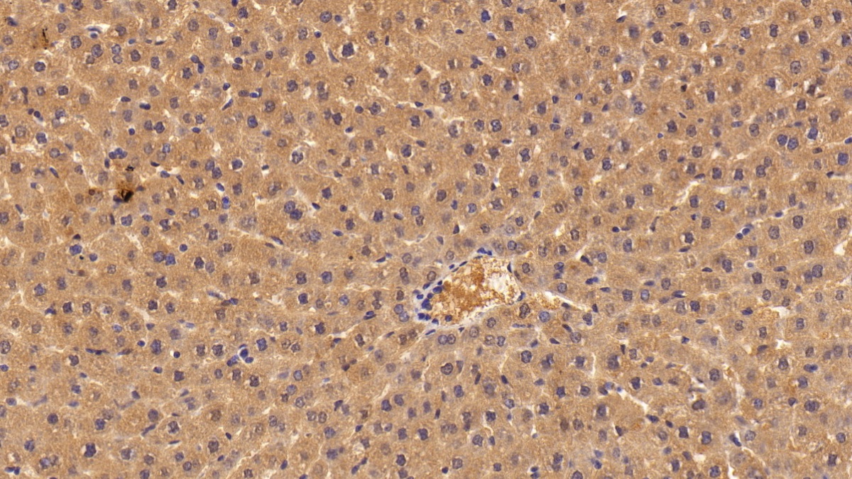 Polyclonal Antibody to Angiogenin (ANG)