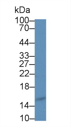 Polyclonal Antibody to Angiogenin (ANG)