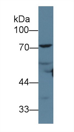 Polyclonal Antibody to Angiopoietin 1 (ANGPT1)