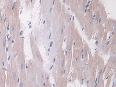 Polyclonal Antibody to Angiopoietin 1 (ANGPT1)