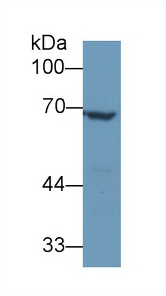 Polyclonal Antibody to Angiopoietin 2 (ANGPT2)