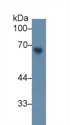 Polyclonal Antibody to Angiopoietin 2 (ANGPT2)