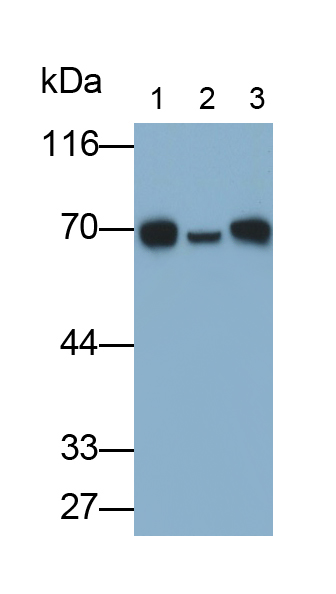 Polyclonal Antibody to Angiopoietin 2 (ANGPT2)