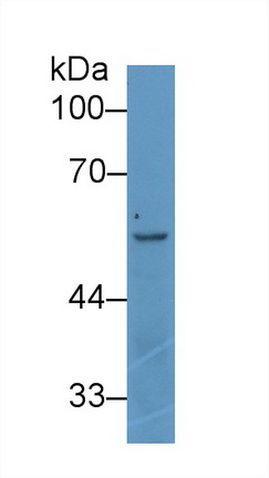 Polyclonal Antibody to Angiopoietin 2 (ANGPT2)