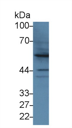 Polyclonal Antibody to Bone Morphogenetic Protein 2 (BMP2)