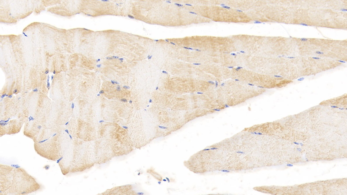 Polyclonal Antibody to Bone Morphogenetic Protein 2 (BMP2)