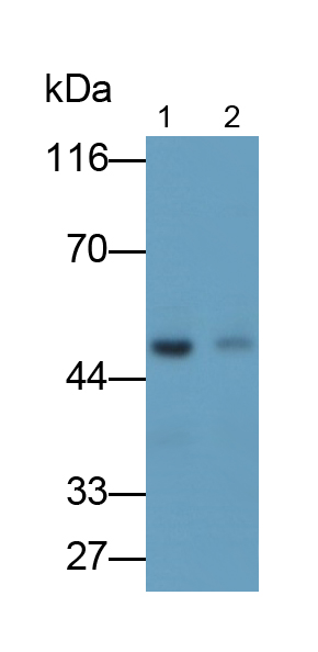 Polyclonal Antibody to Bone Morphogenetic Protein 2 (BMP2)