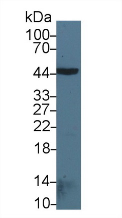 Polyclonal Antibody to Bone Morphogenetic Protein 2 (BMP2)