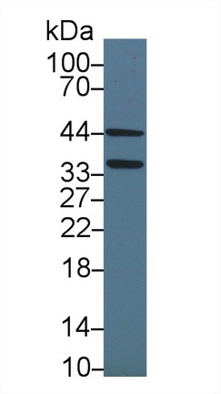 Polyclonal Antibody to Bone Morphogenetic Protein 2 (BMP2)