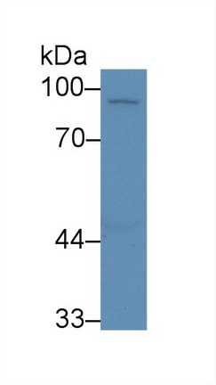 Polyclonal Antibody to Cluster Of Differentiation 33 (CD33)