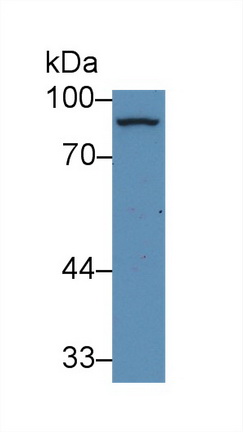 Polyclonal Antibody to Cluster Of Differentiation 33 (CD33)