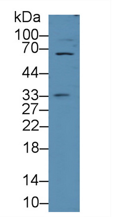 Polyclonal Antibody to E-selectin