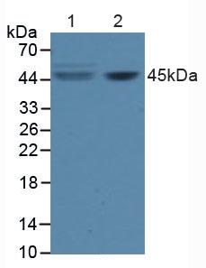 Polyclonal Antibody to Factor Related Apoptosis (FAS)