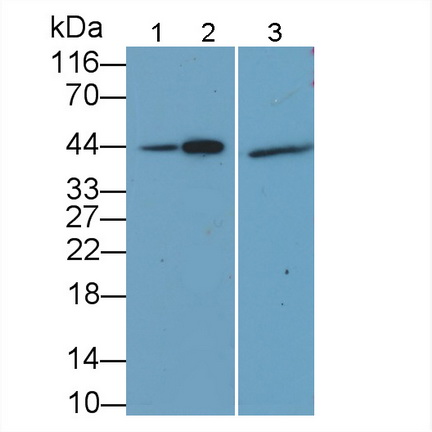 Polyclonal Antibody to Factor Related Apoptosis (FAS)